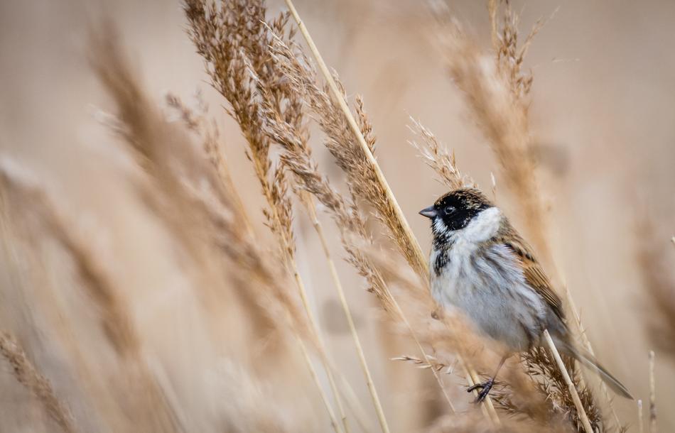 Bunting, small Bird perched dry reed