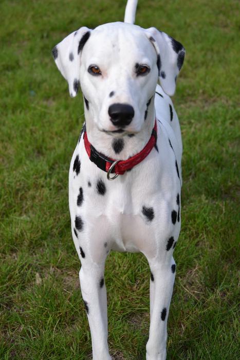 dalmatian Dog Animals Portrait