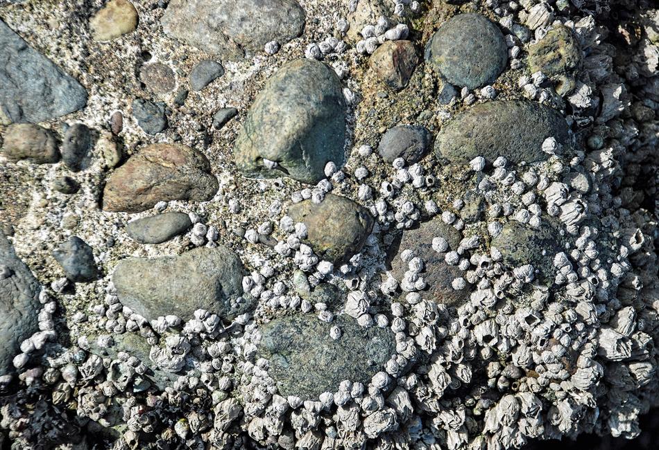 Barnacles And Rocks Beach