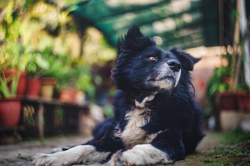 Dog Pet Animal