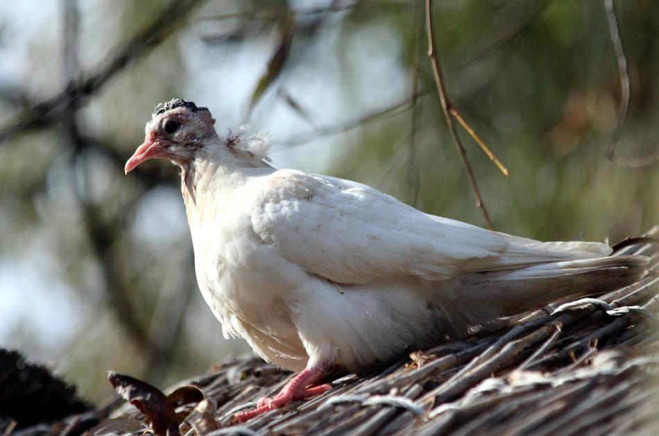 Young Dove Chick