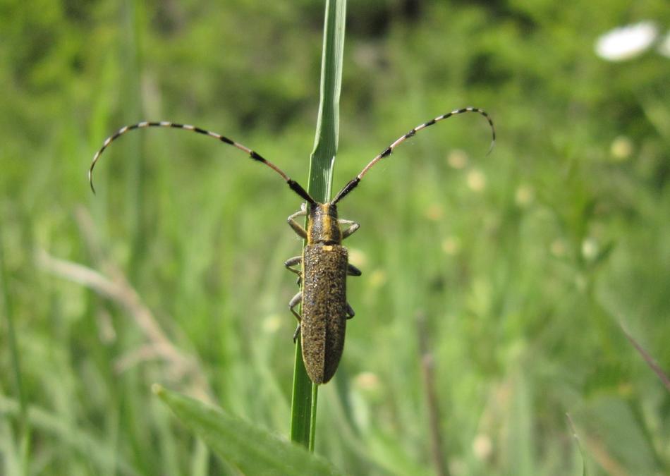 Bug Longhorn Beetle Insect closeup view