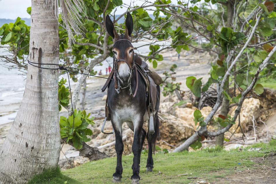 village donkey