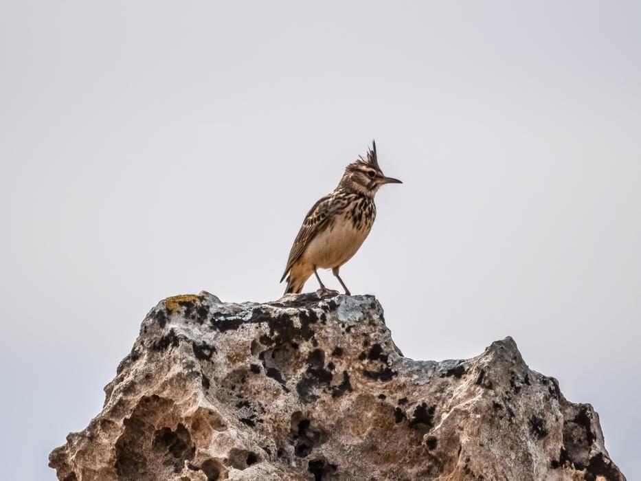 Lark Bird Wildlife