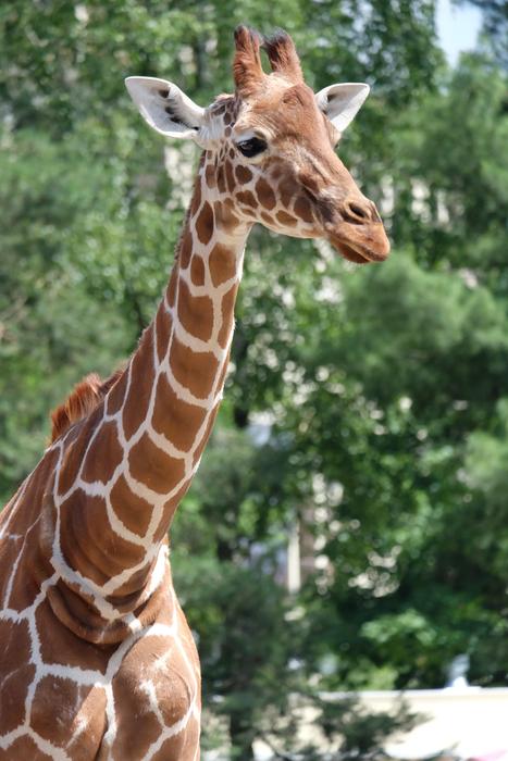 spotted giraffe in the wild