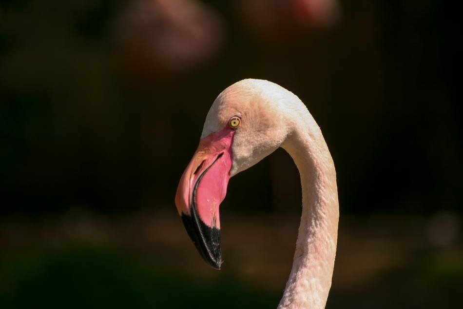 pink exotic bird
