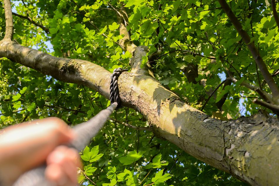 Climbing Rope Tree