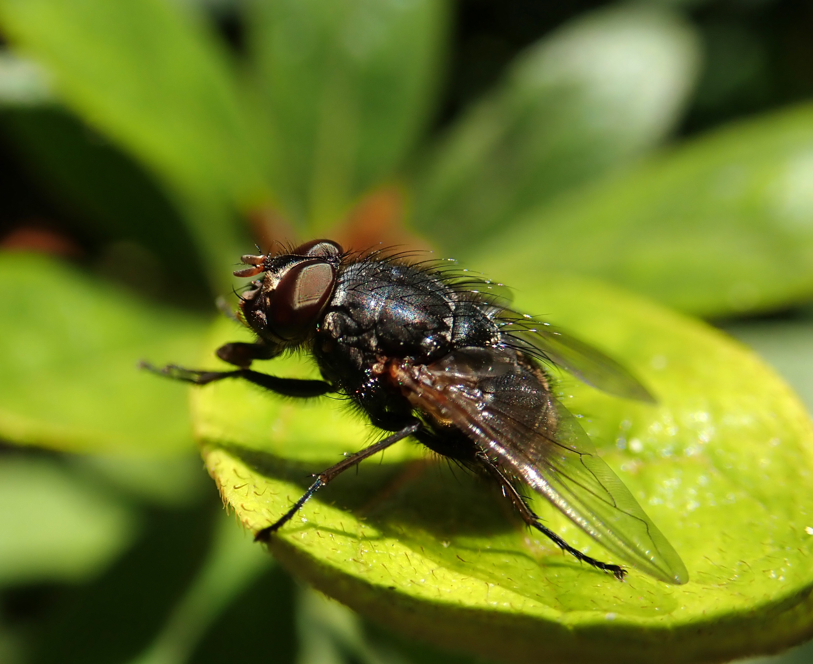 Ishmc fly