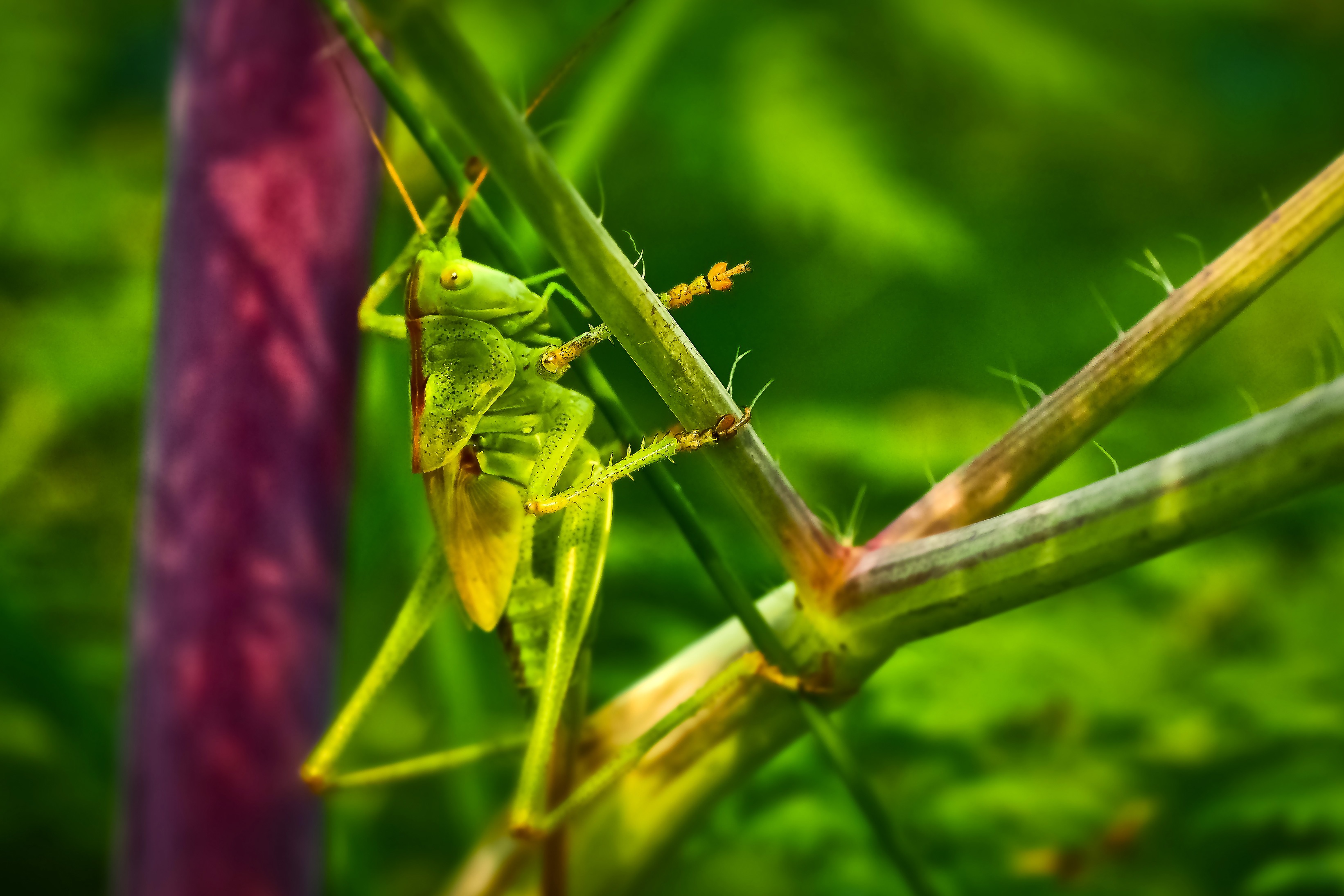 Animal Grasshopper Insect free image download