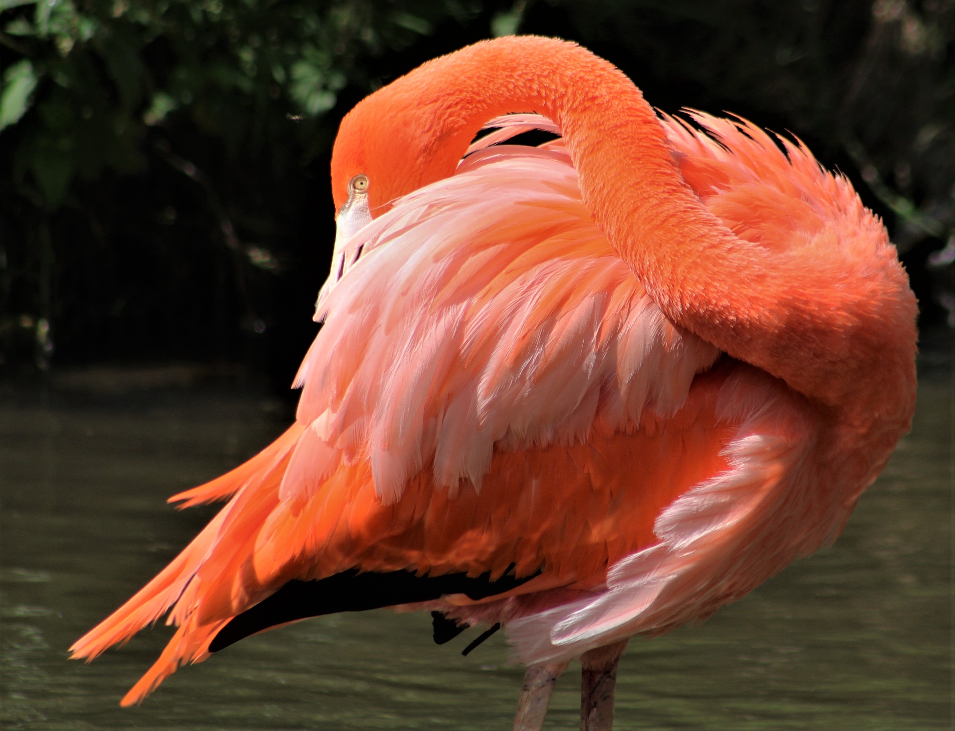 перо фламинго