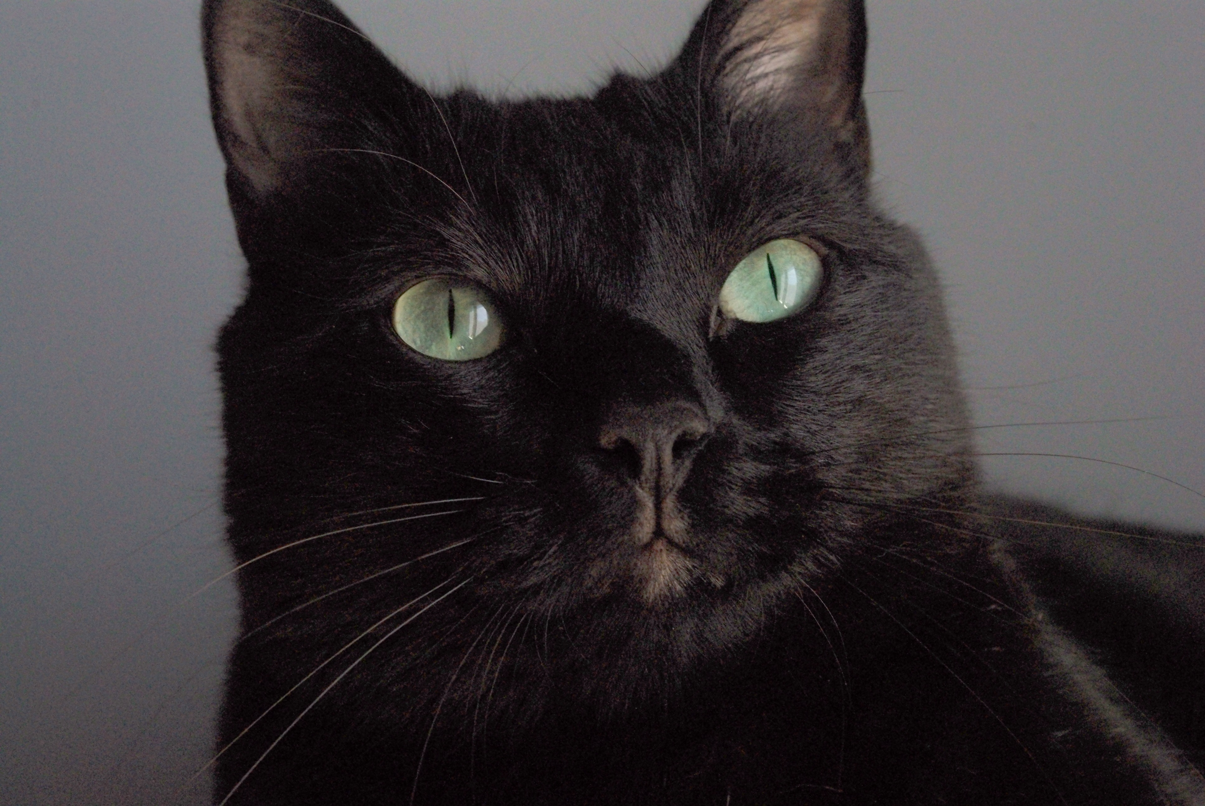 Черный кот с черными усами