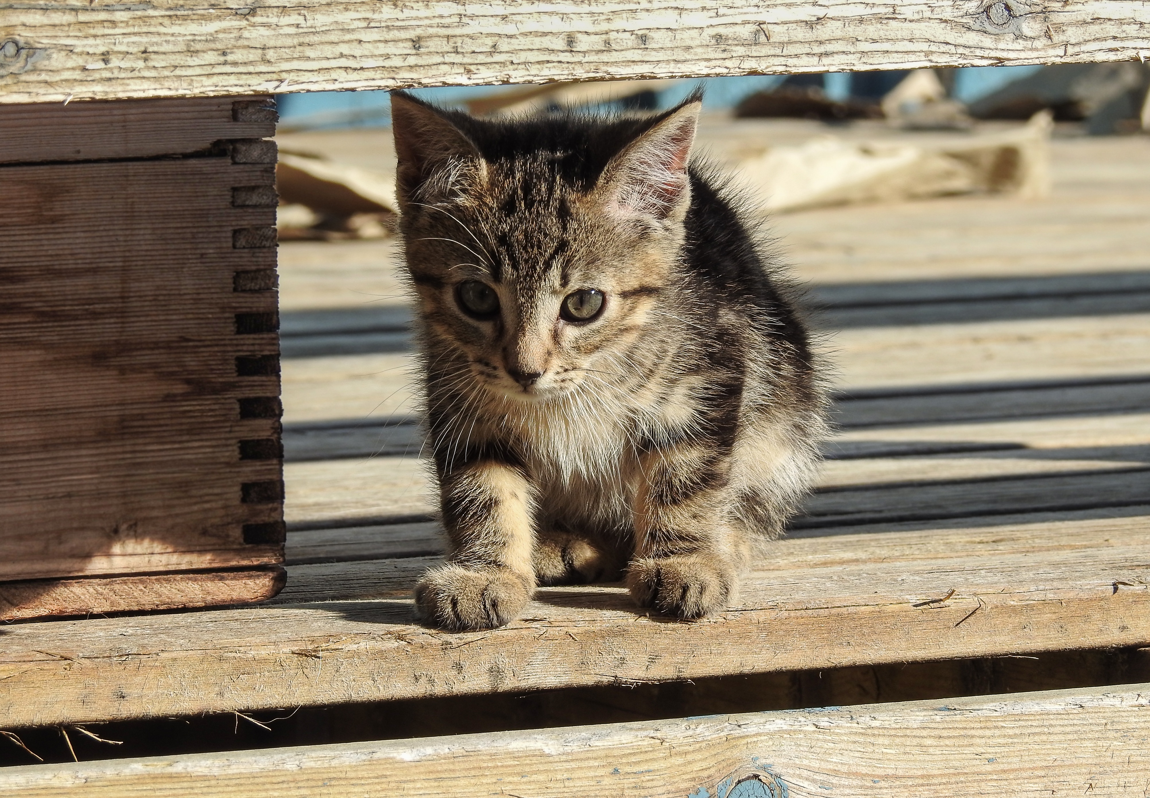 Under kitten