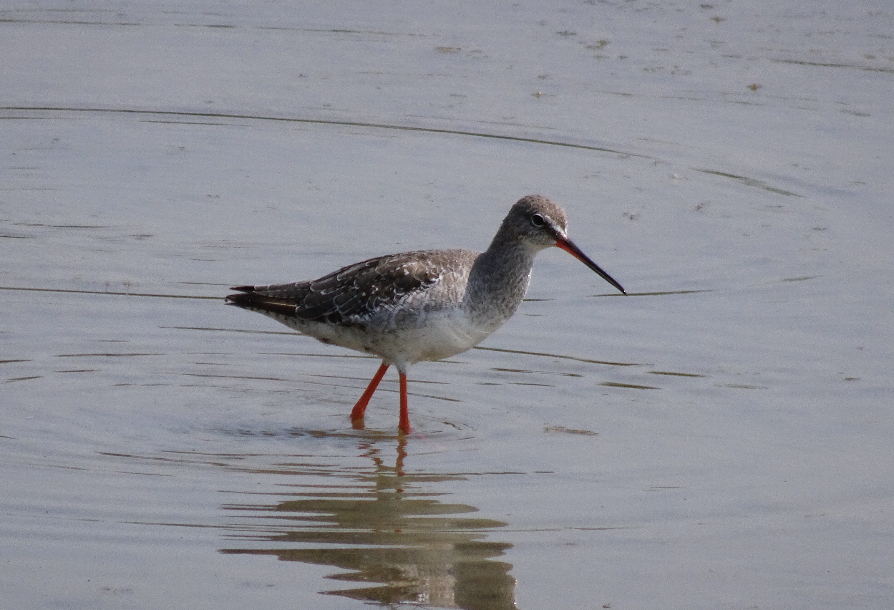 Bird Wader Spotted Redshank Tringa free image download