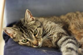 fluffy cat with green eyes on a chair