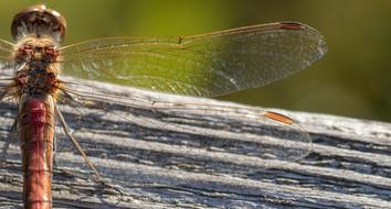 Dragonfly Darter Sympetrum Wings