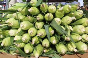 fresh raw corn
