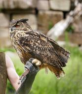 Eagle Owl Bird photo