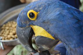 head of the parrot ara at the feeder
