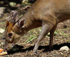 Mammal Wildlife Animal