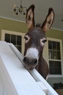 curious brown donkey