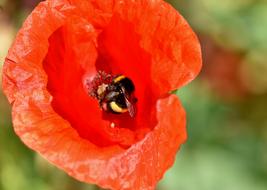 bumblebee feeding in core of Poppy flower