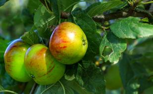 summer apples on a tree