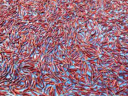 dried delicious peppers scattered