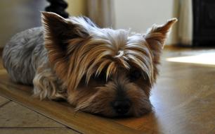 sleeping york in the house