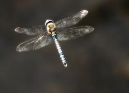Hawker Dragonfly at Flight