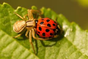 Macro view of the Spider and Ladybug