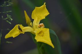 bee on yellow iris