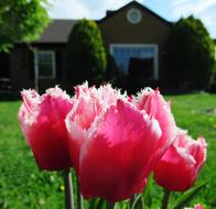 Tulip House Spring