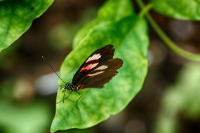Tropical Butterfly Insect