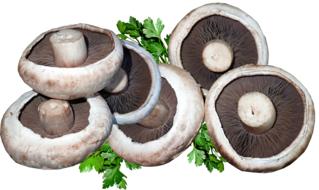 raw porcini