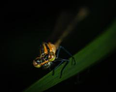 Macro Dragonfly darkness