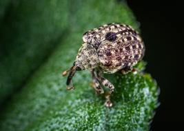 Macro Insect macro blur
