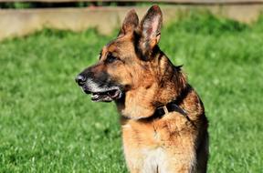 old german shepherd on a green meadow