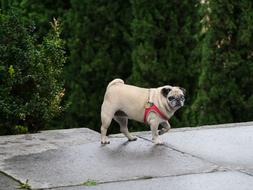Pug Female She