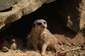 meerkats resting under a rock