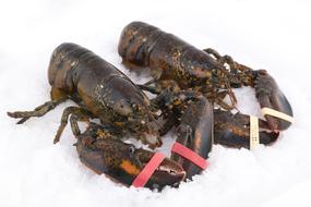 raw lobster on ice