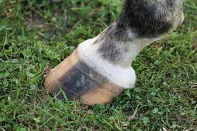 the hoof of an animal on the green grass
