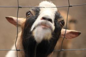closeup view of goat looking out of fence
