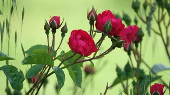 beautiful flowers garden view