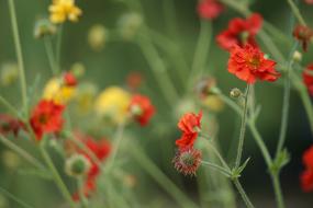 Poppy Buttercup Bokeh