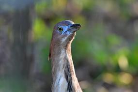 Bird Wild Animals