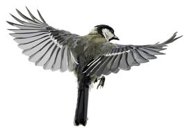 beautiful wings on a bird