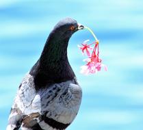 photo of the dove holding flower