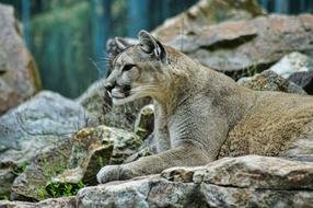 Lion Puma in the Wildlife