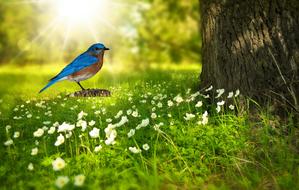Bluebird on glade in forest, digital art