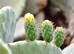 prickly cactus sprouts